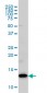 COX5B Antibody (monoclonal) (M03)